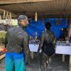Sabeto Hotspring and Mudpool Tour